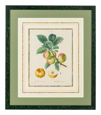 Six French Botanical Prints
