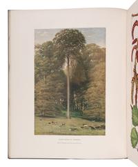 [NATURAL HISTORY]. ELWES, Henry John (1846-1922) and Augustine HENRY (1857-1930). The Trees of Great Britain and Ireland . Edinburgh: Privately Printed, 1906-13.