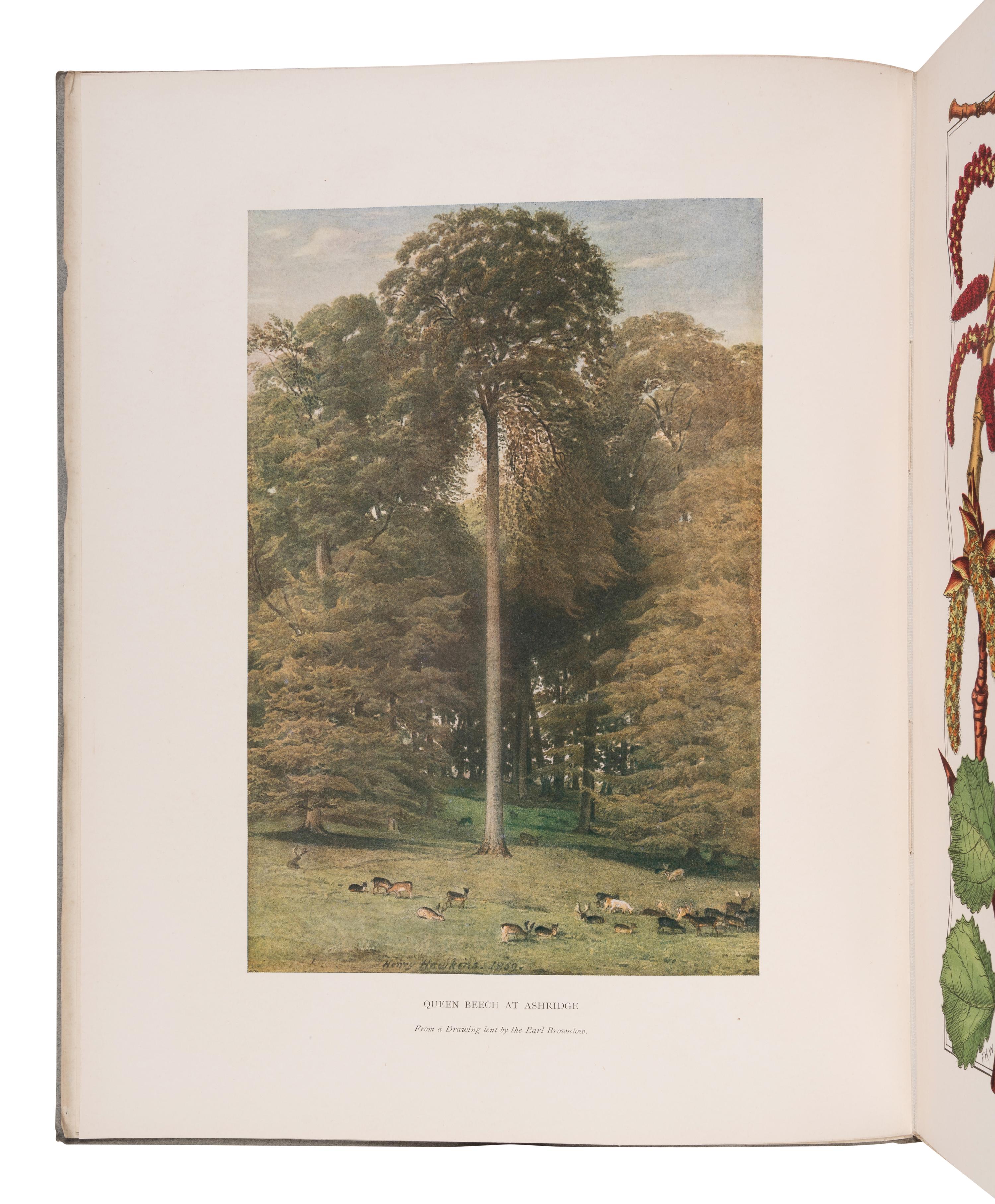 [NATURAL HISTORY]. ELWES, Henry John (1846-1922) and Augustine HENRY (1857-1930). The Trees of Great Britain and Ireland . Edinburgh: Privately Printed, 1906-13.