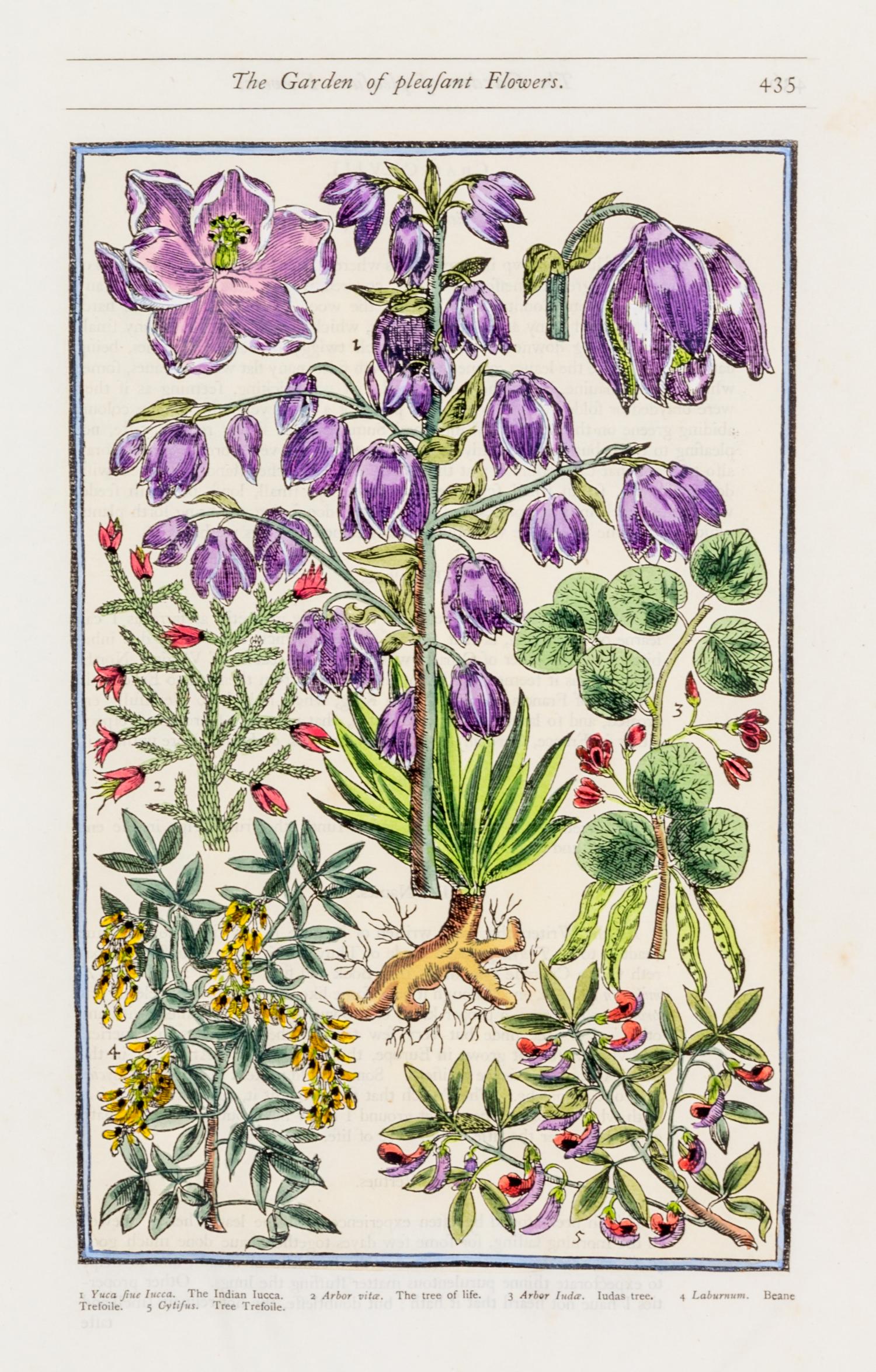 PARKINSON, JOHN. Group of eight handcolored facsimile etchings. (1910).