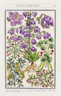 PARKINSON, JOHN. Group of eight handcolored facsimile etchings. (1910).