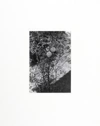 Photographs of Flowers