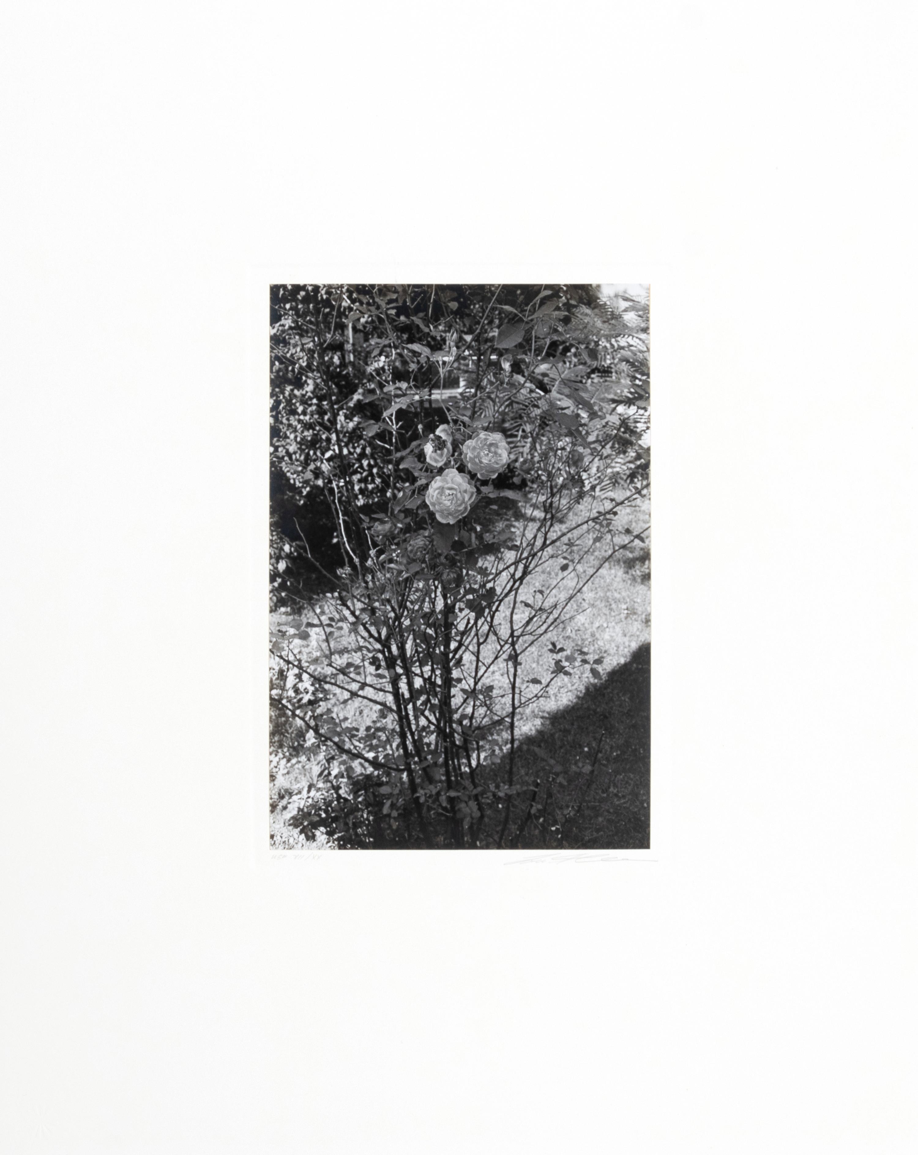 Photographs of Flowers