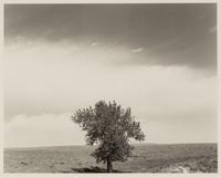 Robert Adams (born 1937) Pawnee National Grassland, Colorado, 1984