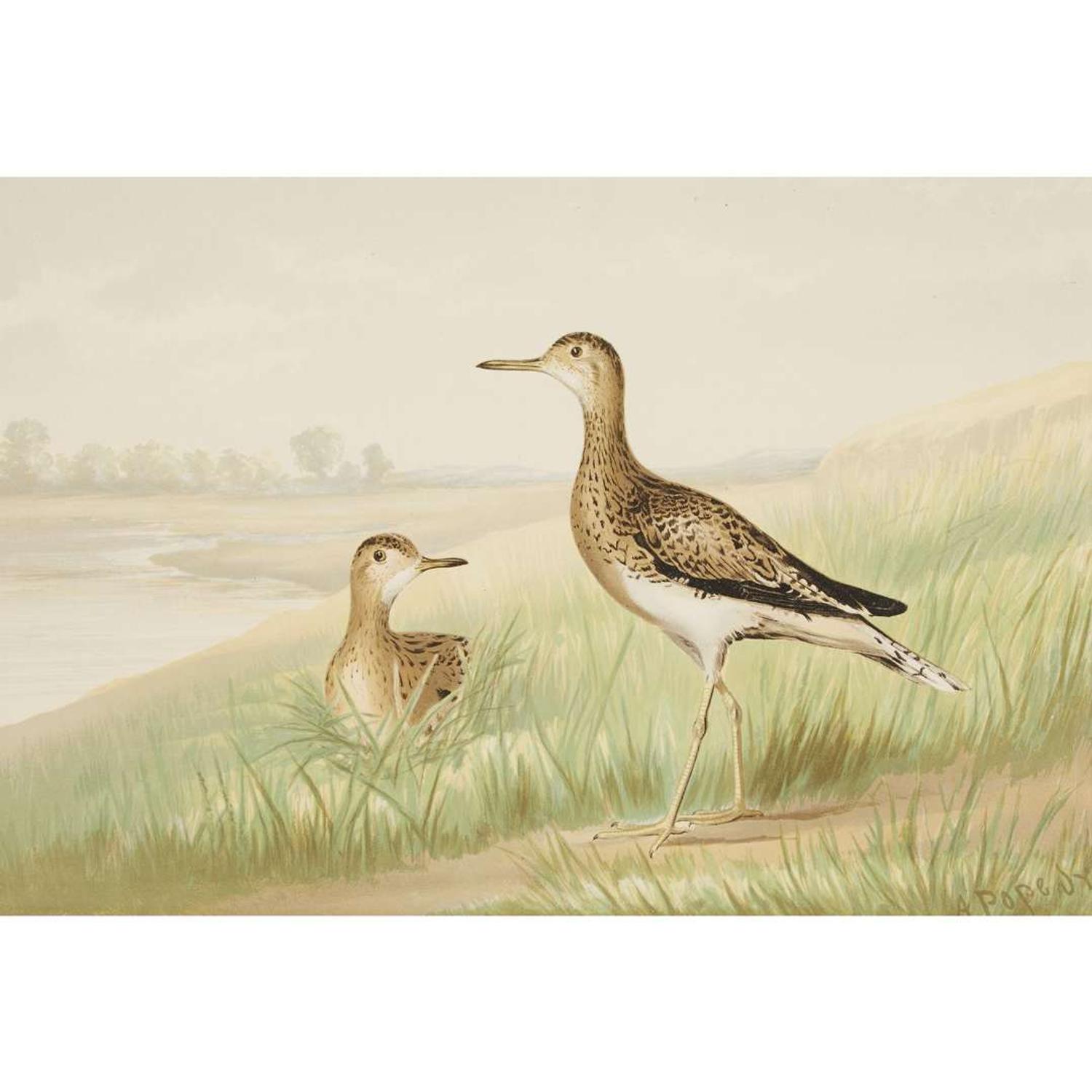 ALEXANDER POPE JUNIOR (AMERICAN 1849-1924) "BLACK DUCK" FROM UPLAND GAME BIRDS AND WATERFOWL OF THE UNITED STATES