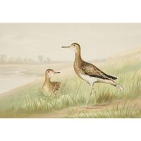 ALEXANDER POPE JUNIOR (AMERICAN 1849-1924) "BLACK DUCK" FROM UPLAND GAME BIRDS AND WATERFOWL OF THE UNITED STATES