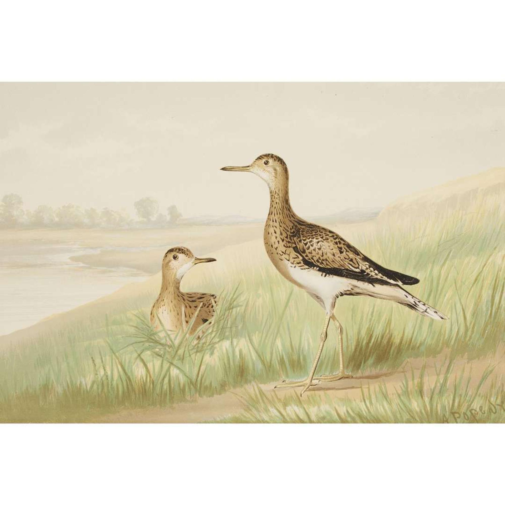 ALEXANDER POPE JUNIOR (AMERICAN 1849-1924) "BLACK DUCK" FROM UPLAND GAME BIRDS AND WATERFOWL OF THE UNITED STATES