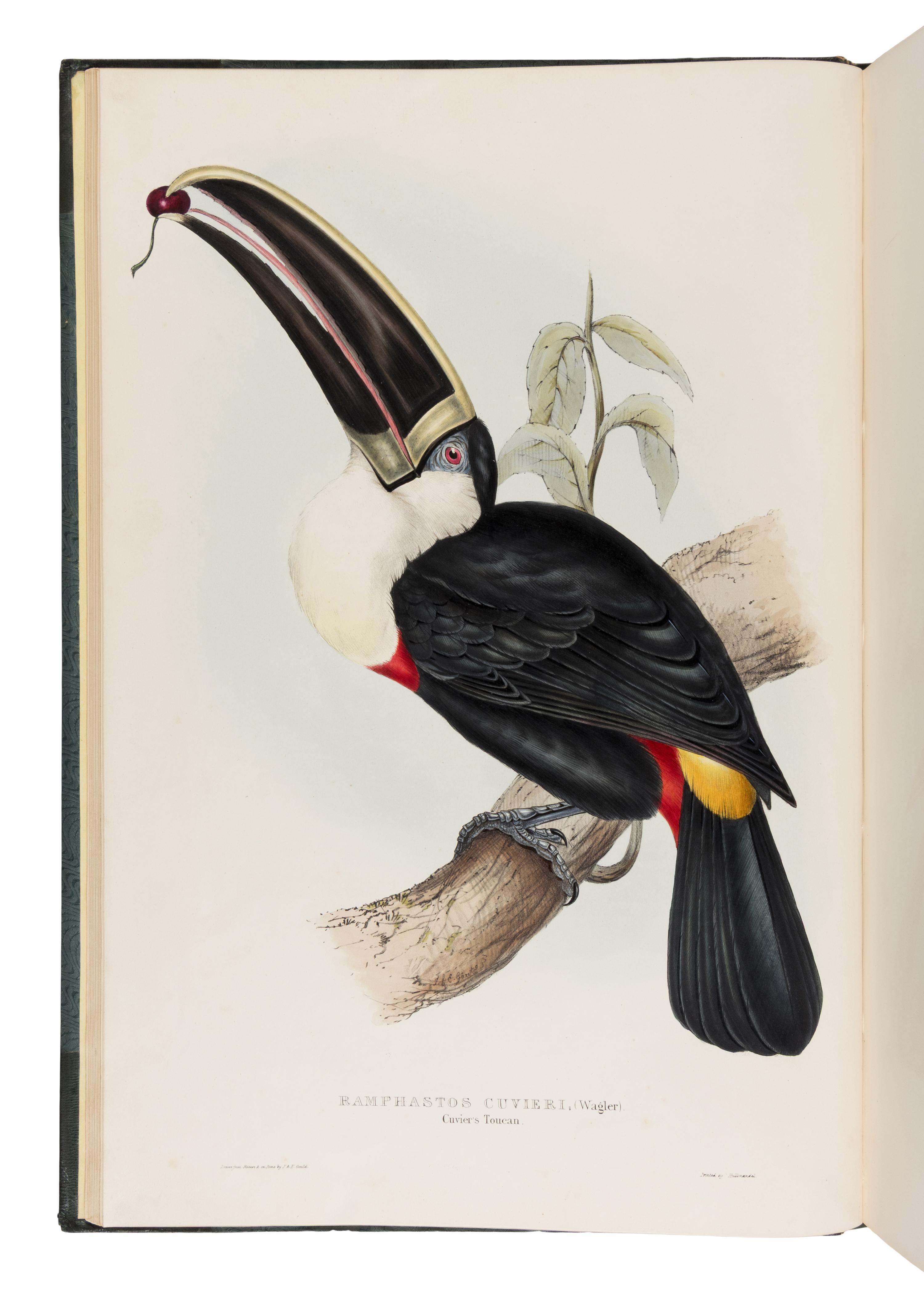 [Natural History]. Gould, John (1804-1881). A Monograph of the Ramphastidae, or Family of Toucans . London: Published by the Author, [1833-] 1834 [-1835].