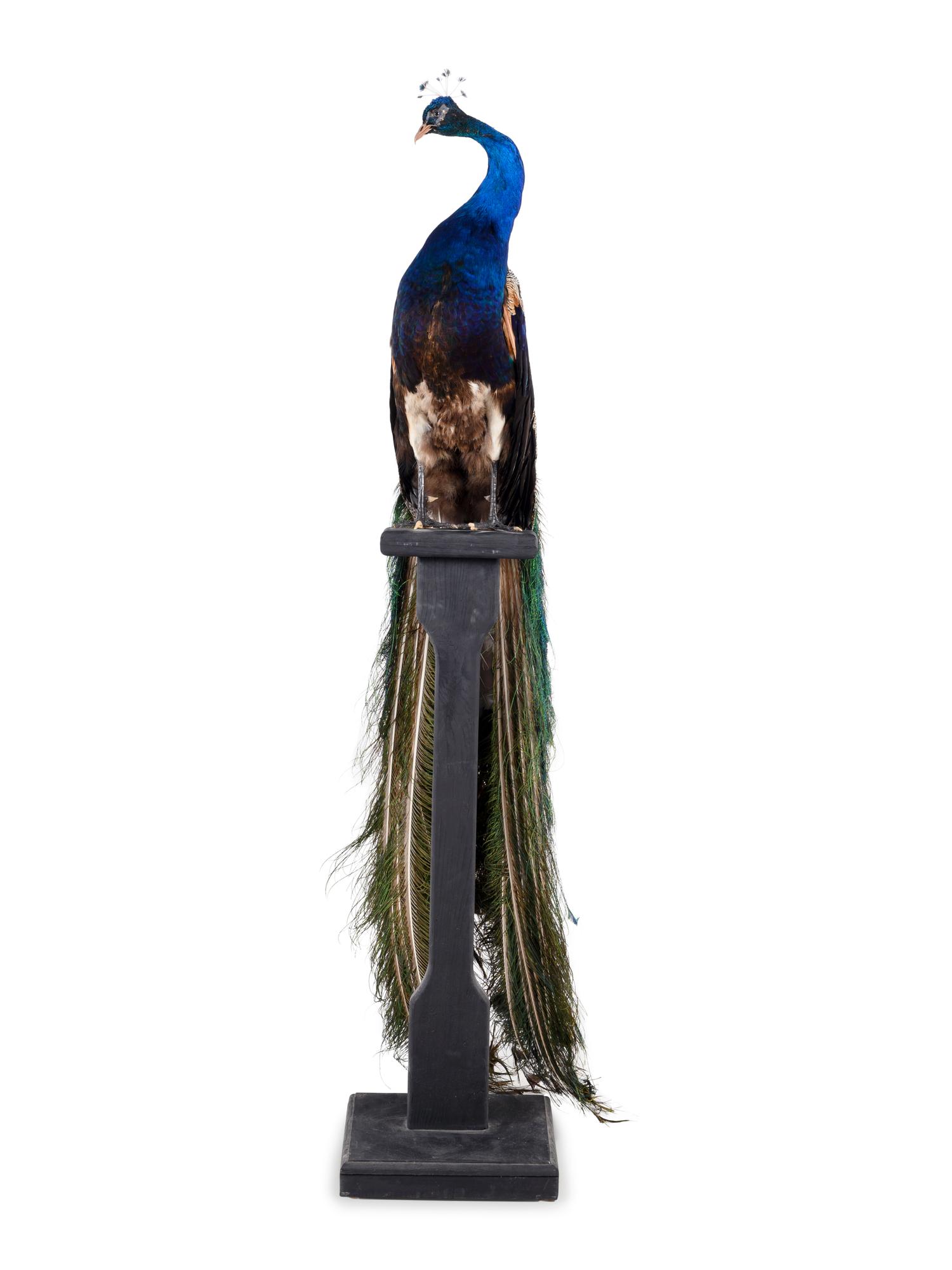 A Taxidermy Peacock on Stand