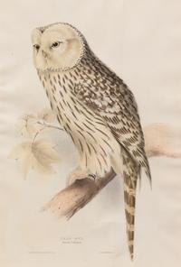 John Gould and Elizabeth Gould (British, 19th Century)