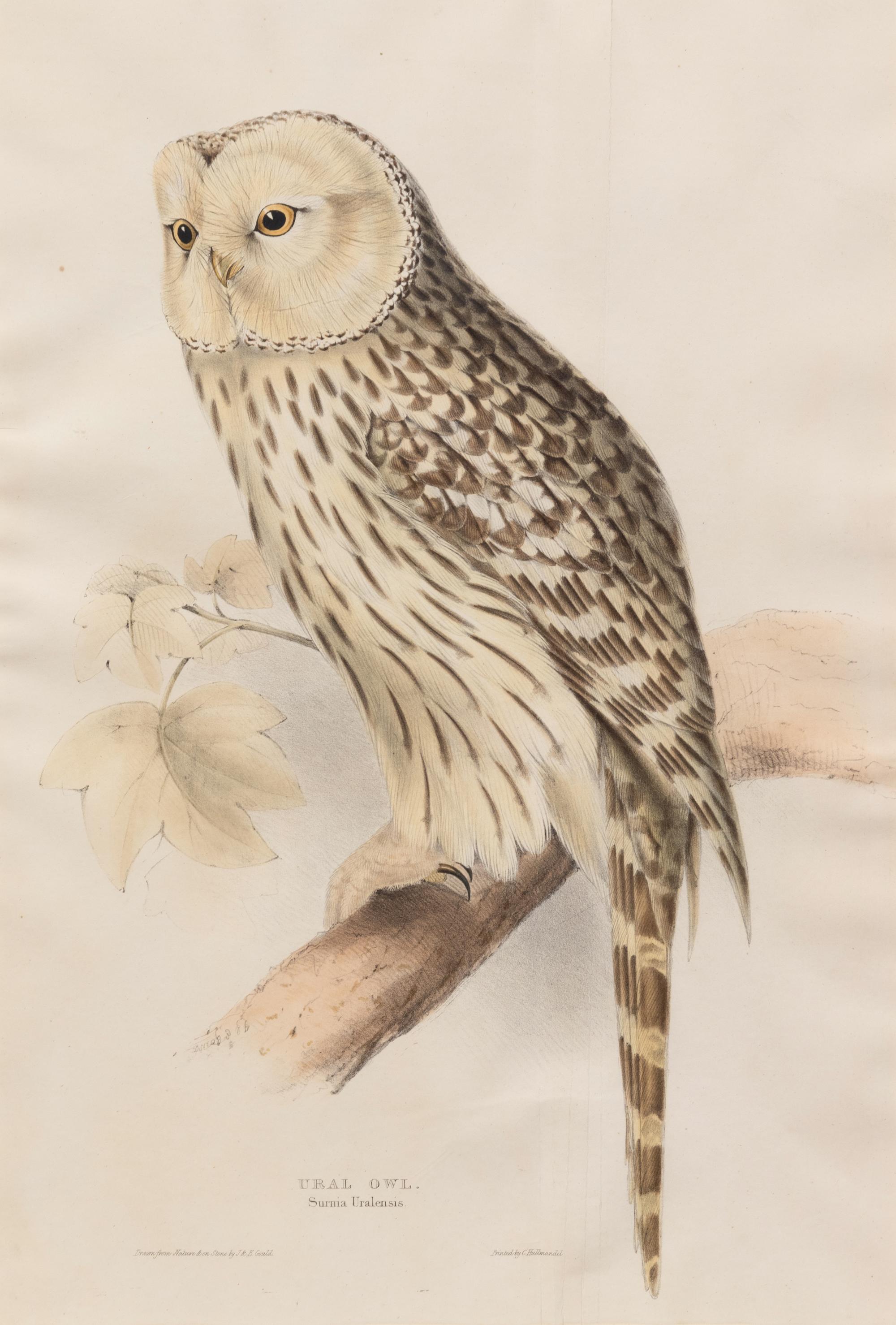 John Gould and Elizabeth Gould (British, 19th Century)