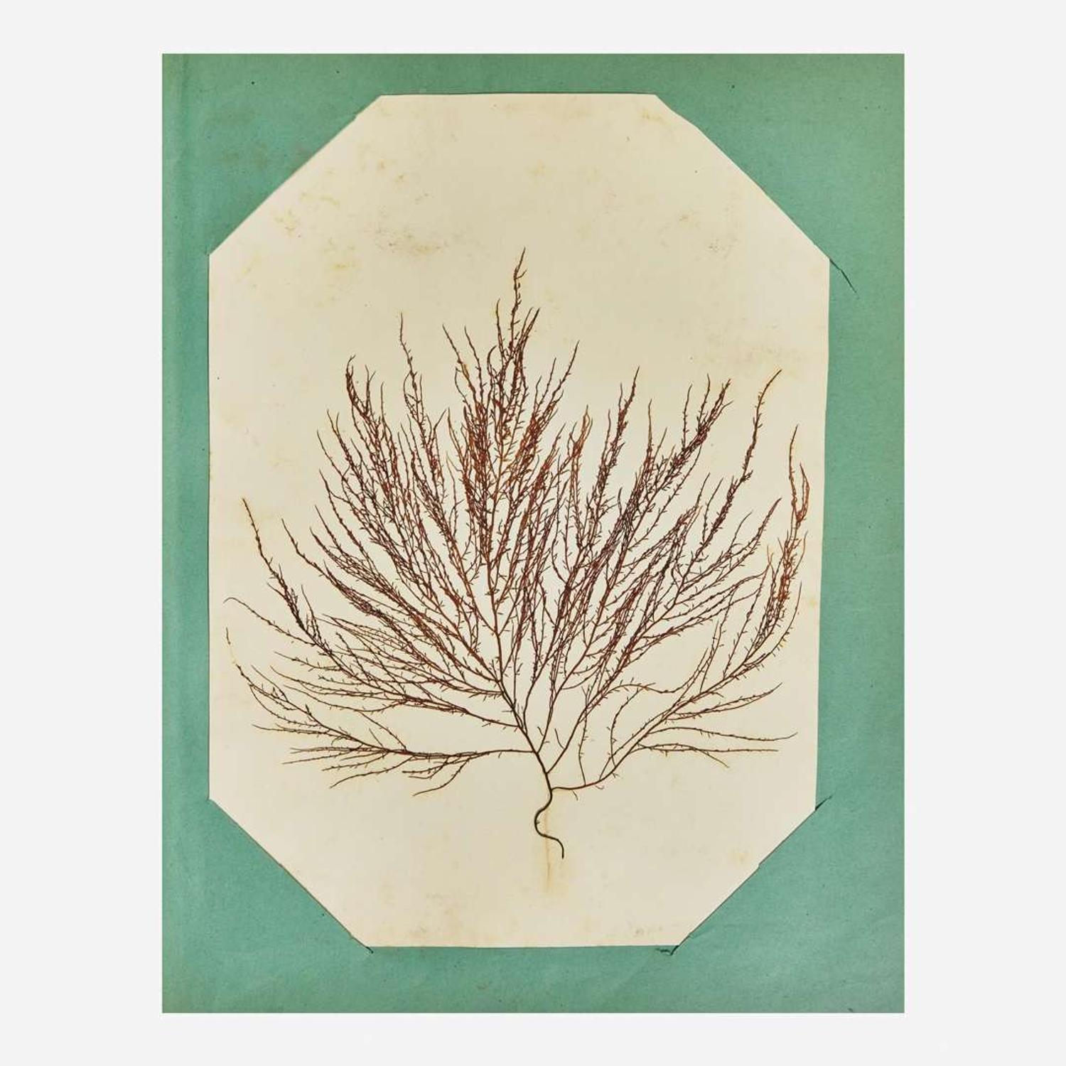 [Curiosa] Miner, Harriet 19th Century Seaweed Specimen Album