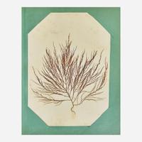 [Curiosa] Miner, Harriet 19th Century Seaweed Specimen Album