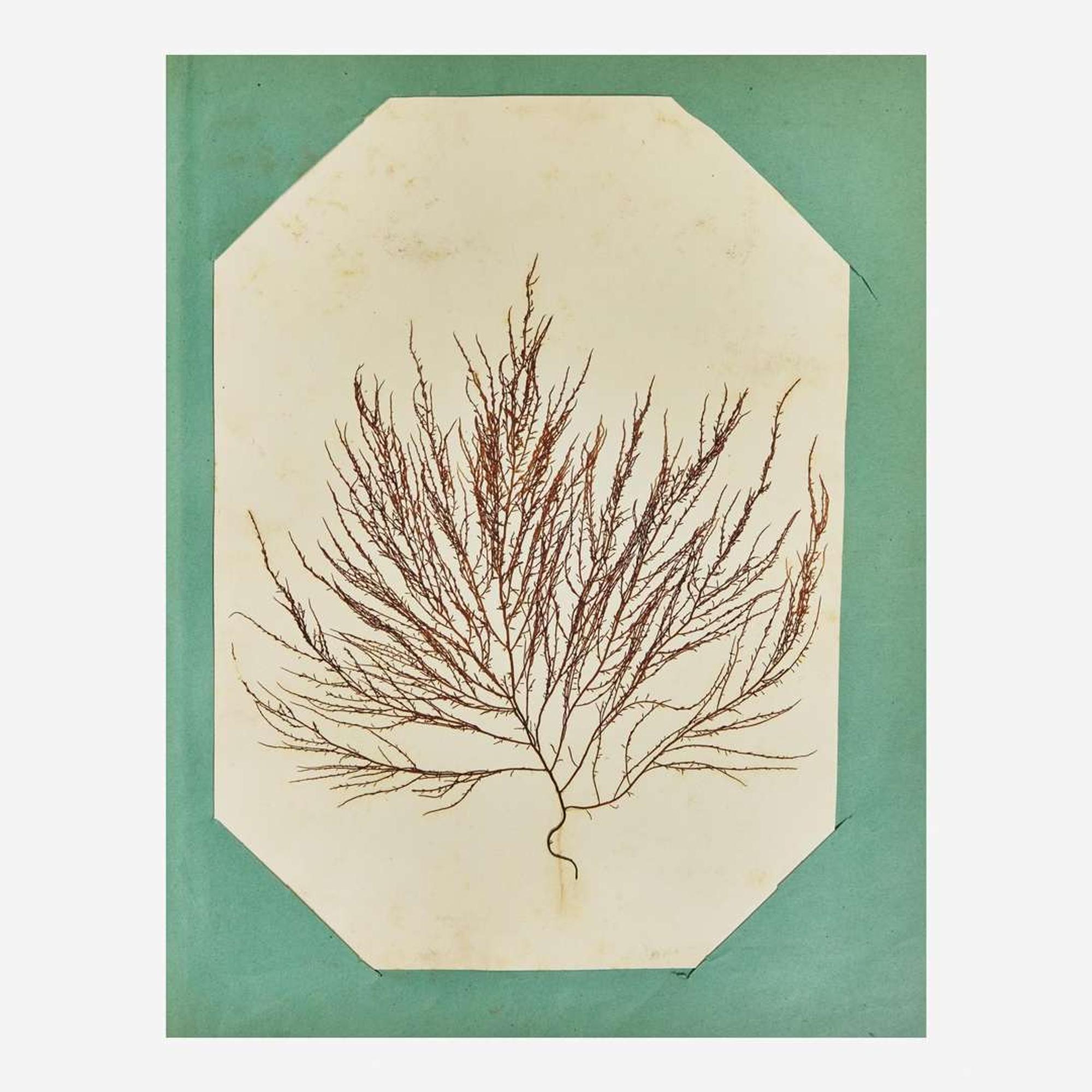 [Curiosa] Miner, Harriet 19th Century Seaweed Specimen Album