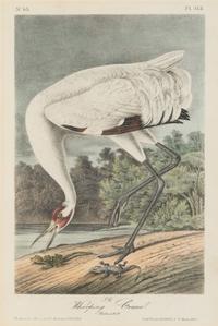 [Natural History] Audubon, John James. Group of 10 prints from the octavo "Birds of America"
