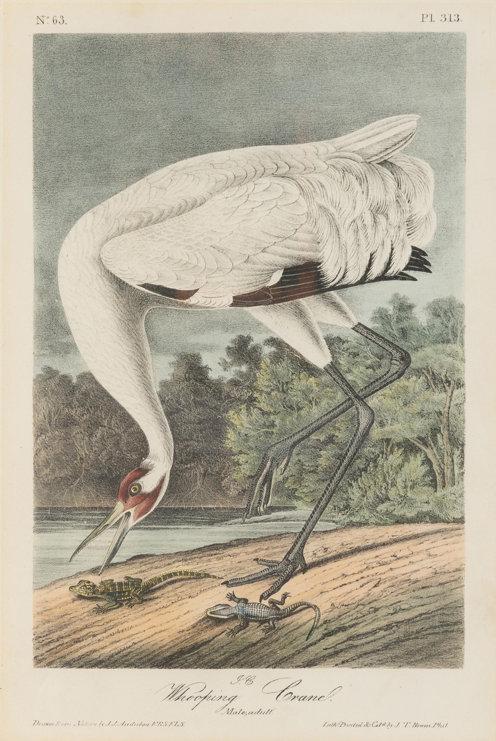 [Natural History] Audubon, John James. Group of 10 prints from the octavo "Birds of America"