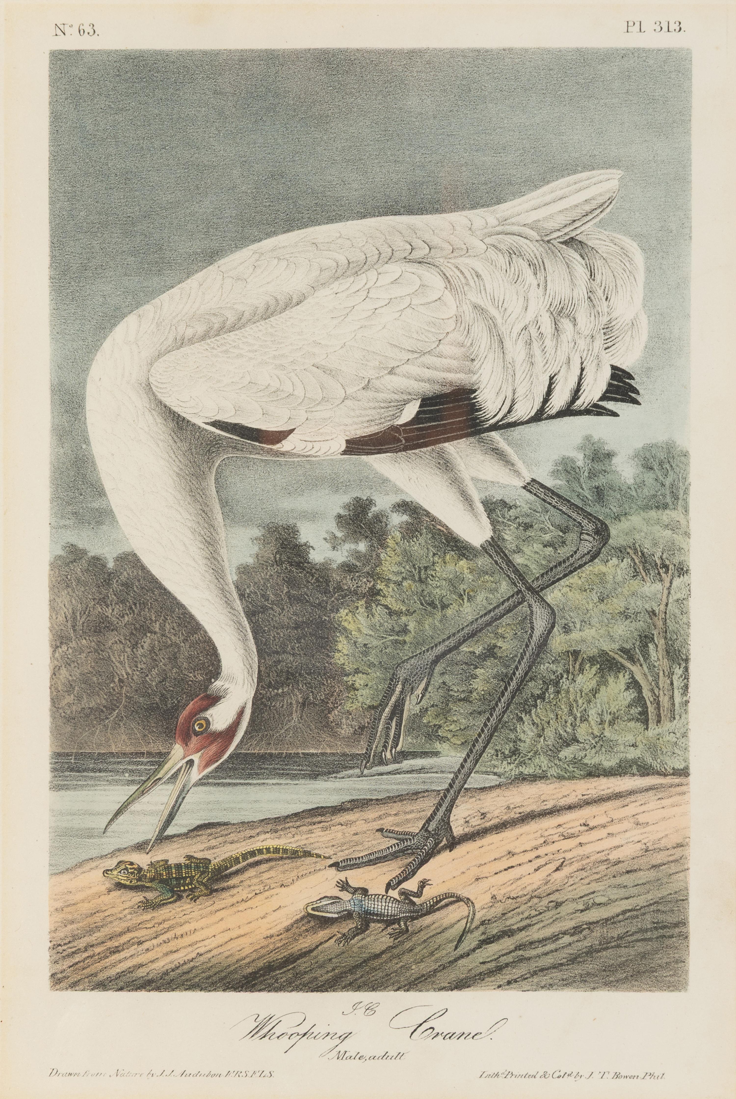 [Natural History] Audubon, John James. Group of 10 prints from the octavo "Birds of America"