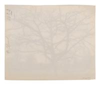 A pair of photographs depicting trees, Saint-Cloud ( Saint-Cloud [chene], 1921; Saint-Cloud [19h matin, mars 1926] , 1926)