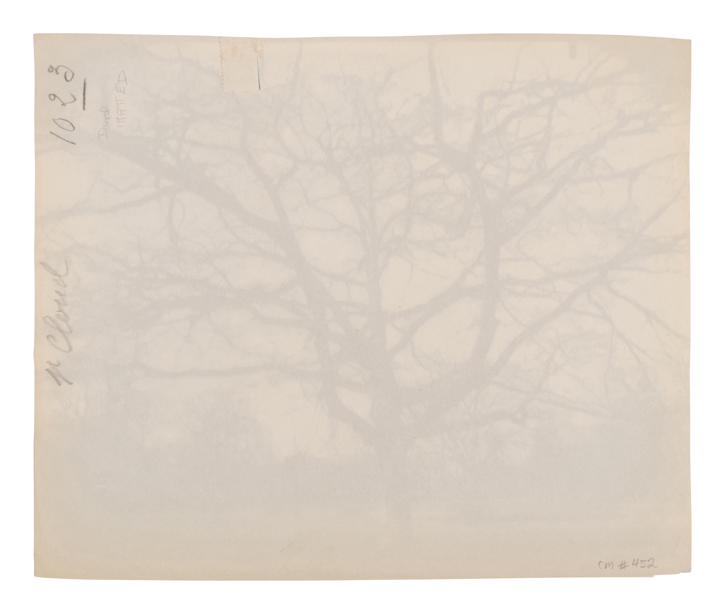 A pair of photographs depicting trees, Saint-Cloud ( Saint-Cloud [chene], 1921; Saint-Cloud [19h matin, mars 1926] , 1926)