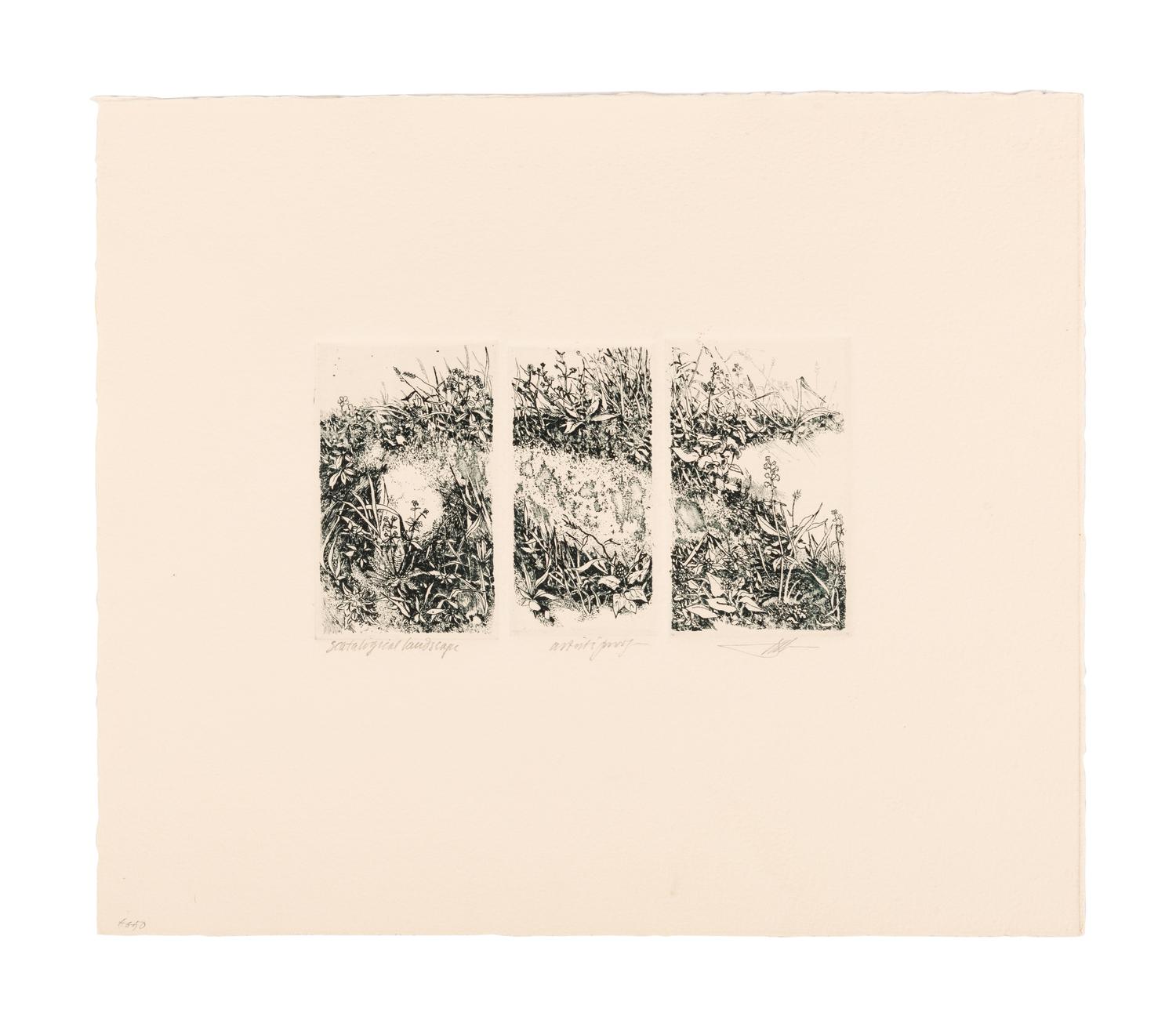 MOSER, Barry. Williston Tree 2. [ca 1979]. 372 x 408 mm. Etching. Captioned and signed in pencil, numbered 10/26. — Scatalogical Landscape. [ca 1979???]. 280 x 329 mm. Triptych on one sheet of separate etchings in dark green ink. Captioned and signed by Moser, inscribed “artist’s proof.”