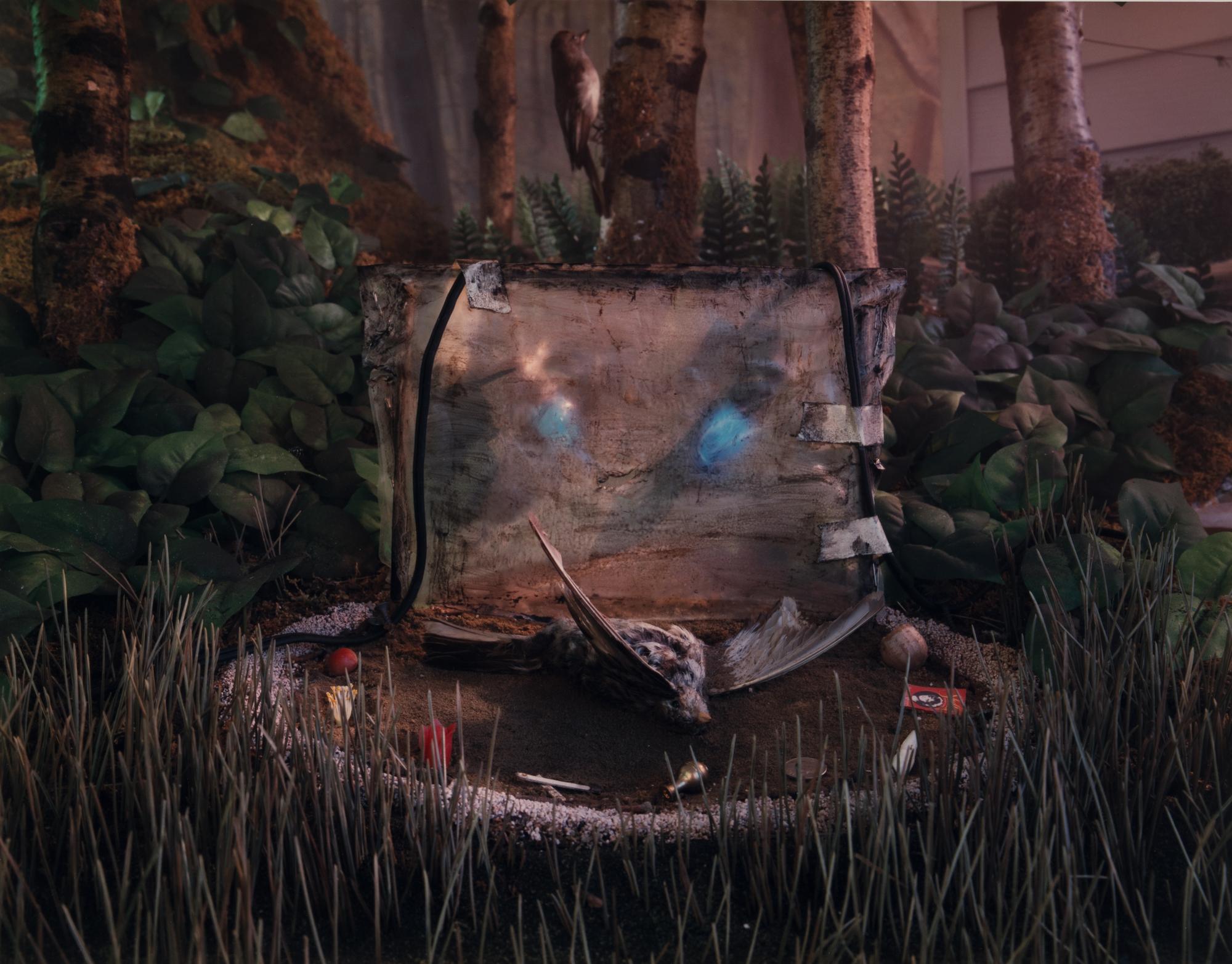 Untitled (from Natural Wonder Series) , 1992