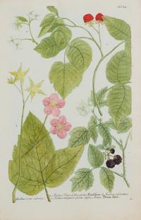 A Group of Six Hand-Colored Botanical Engravings from Johann Weinmann's Phytanthoza Iconographia — CIRCA 1740