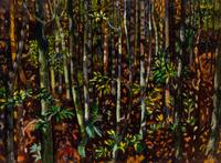Spring in Deep Woods, California , 1976