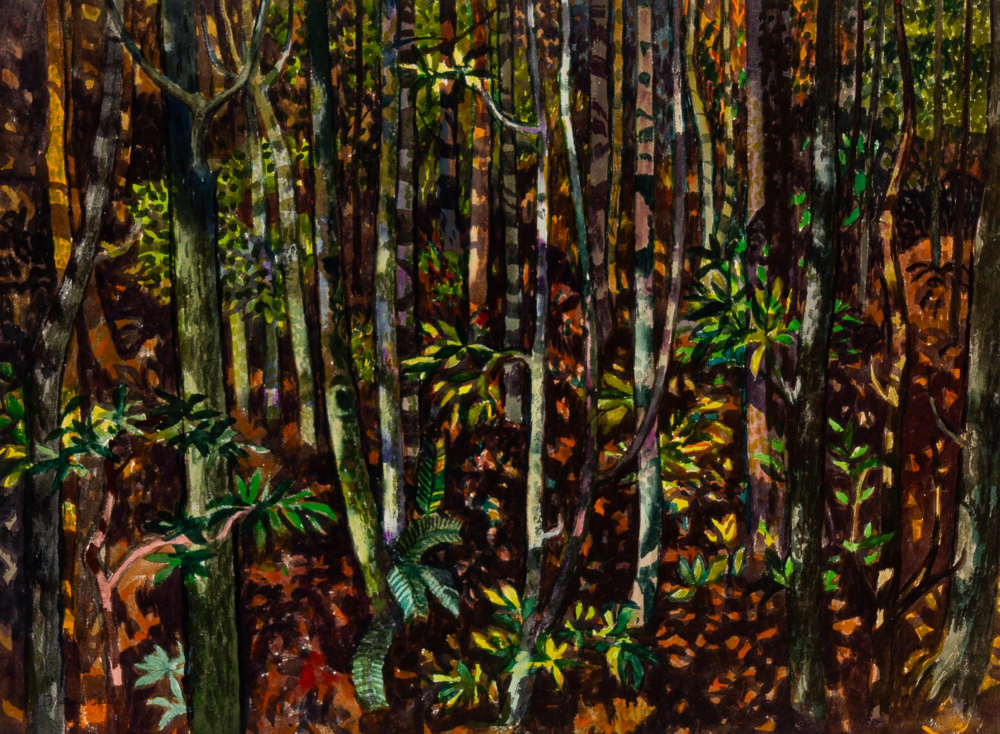 Spring in Deep Woods, California , 1976