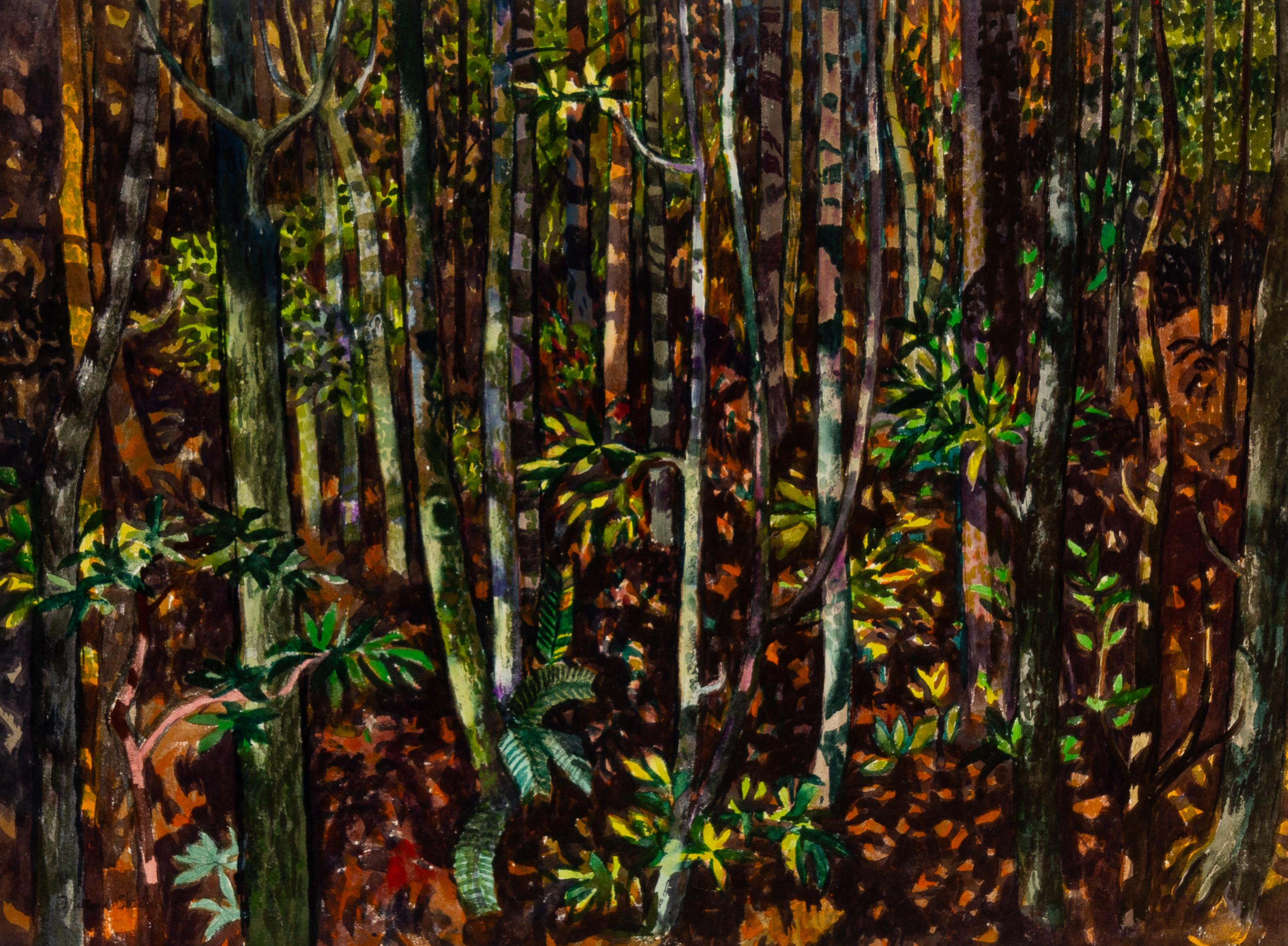 Spring in Deep Woods, California , 1976