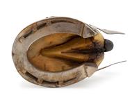 A Victorian Bronze Mounted Hoof-Form Inkwell