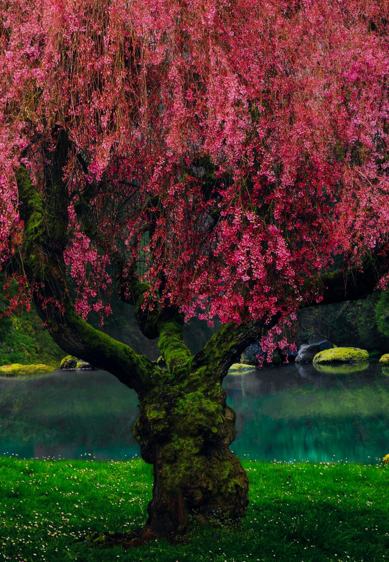 Tree of Dreams, 2010