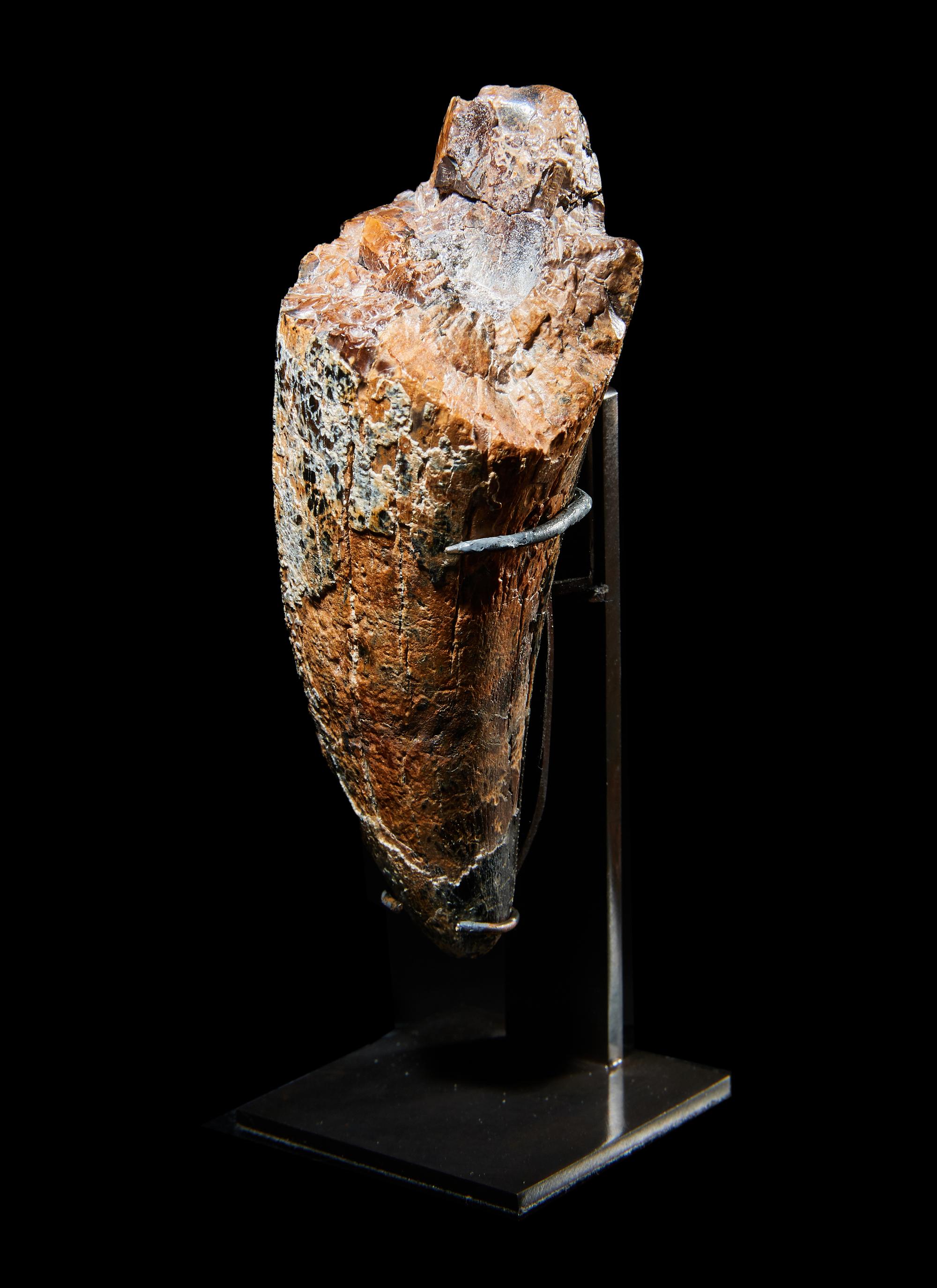 A Tyrannosaurus Rex Tooth ( Tyrannosaurus rex)