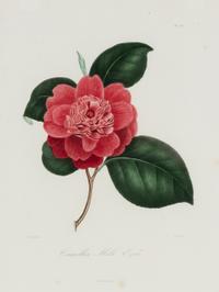 A Set of Five French Botanical Prints