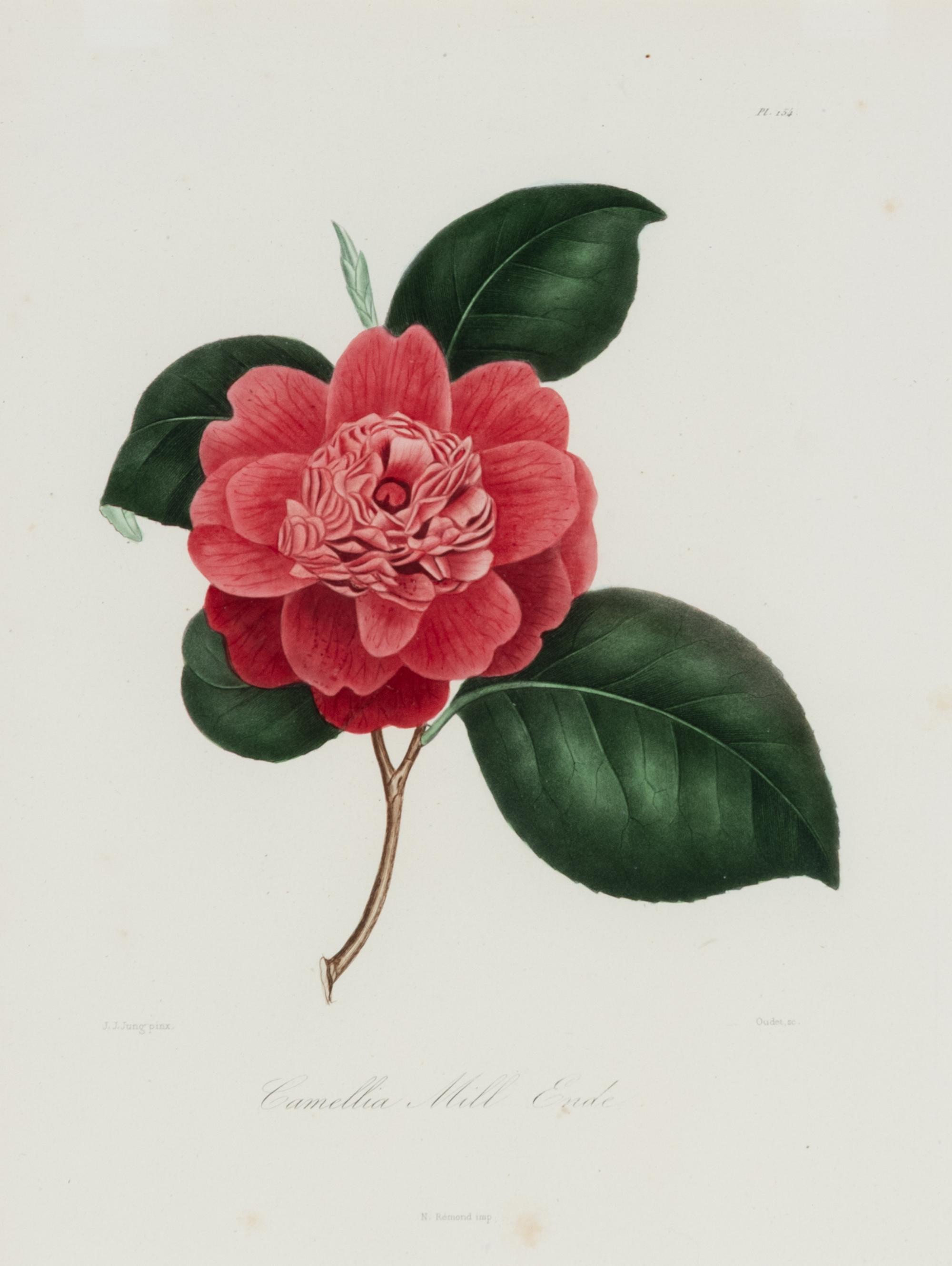 A Set of Five French Botanical Prints