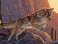 Pounce!