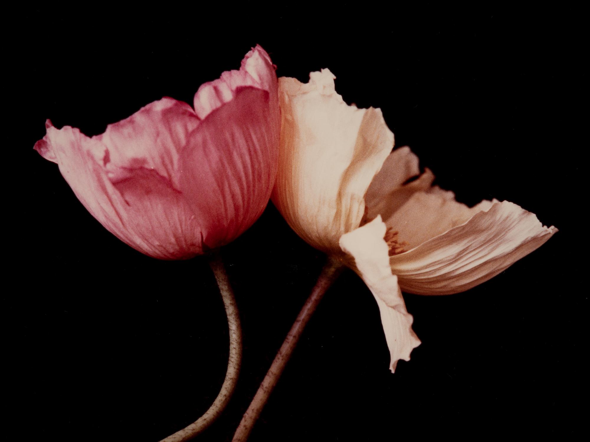 Three Poppies One and Spectrum of Five Poppies One (Pair of Works)