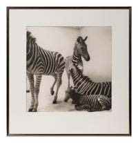 A group of six photographs from the Natural History series