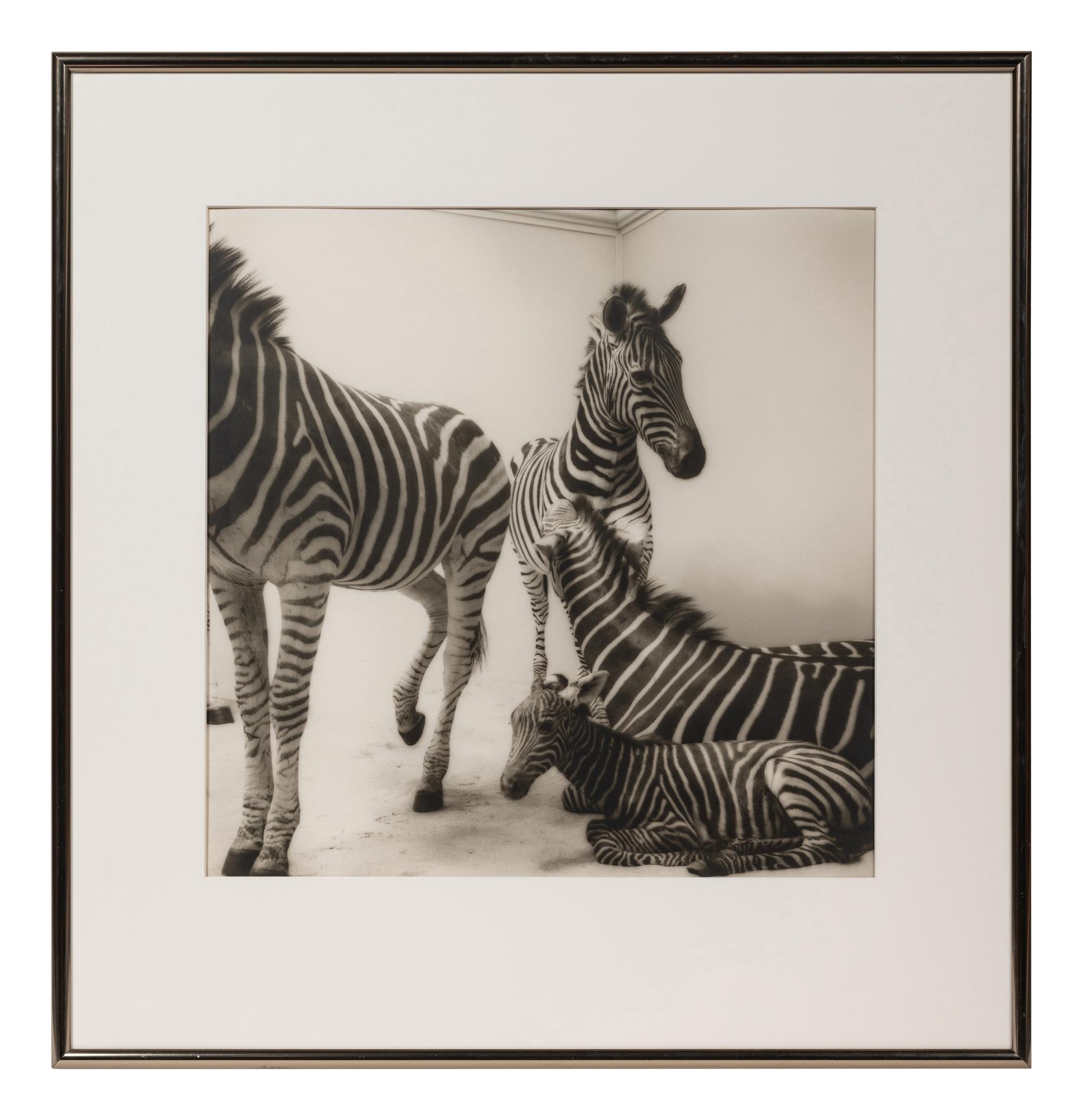 A group of six photographs from the Natural History series