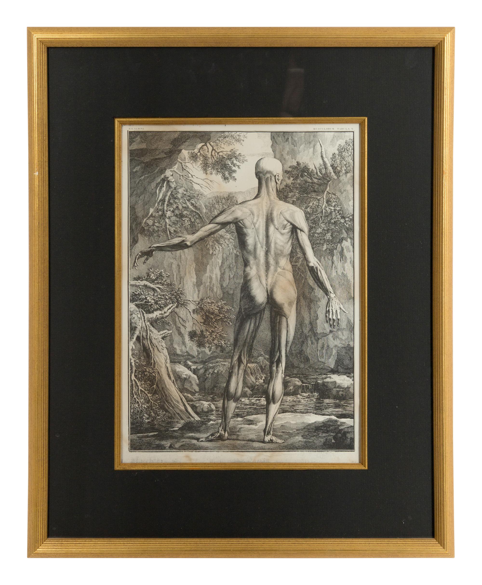 Tabulae sceleti et musculorum corporis humani (three works)