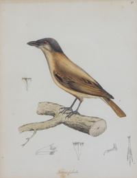 A Group of Six Ornithological Color Prints Framed 15 x 13 inches. — 20TH CENTURY