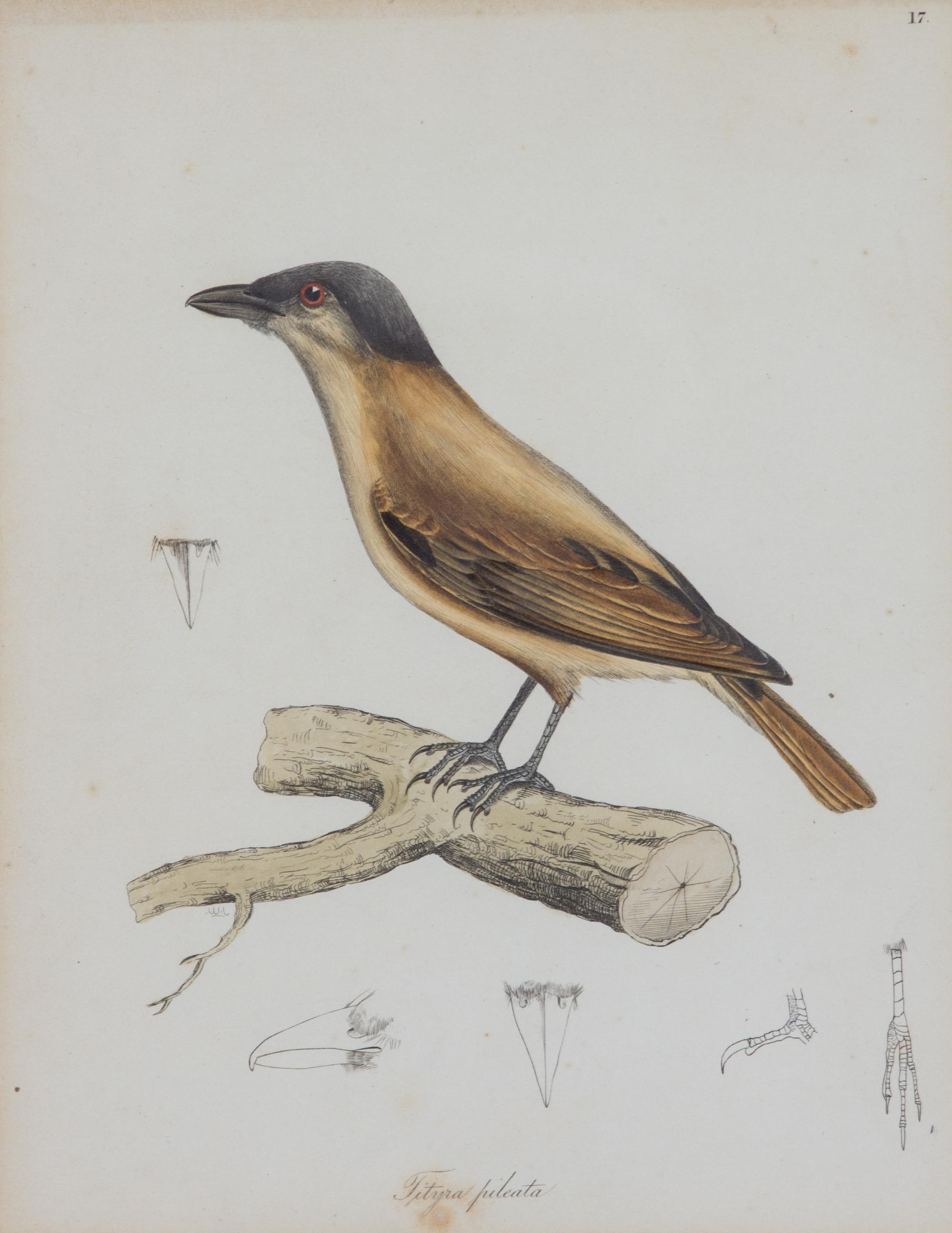 A Group of Six Ornithological Color Prints Framed 15 x 13 inches. — 20TH CENTURY