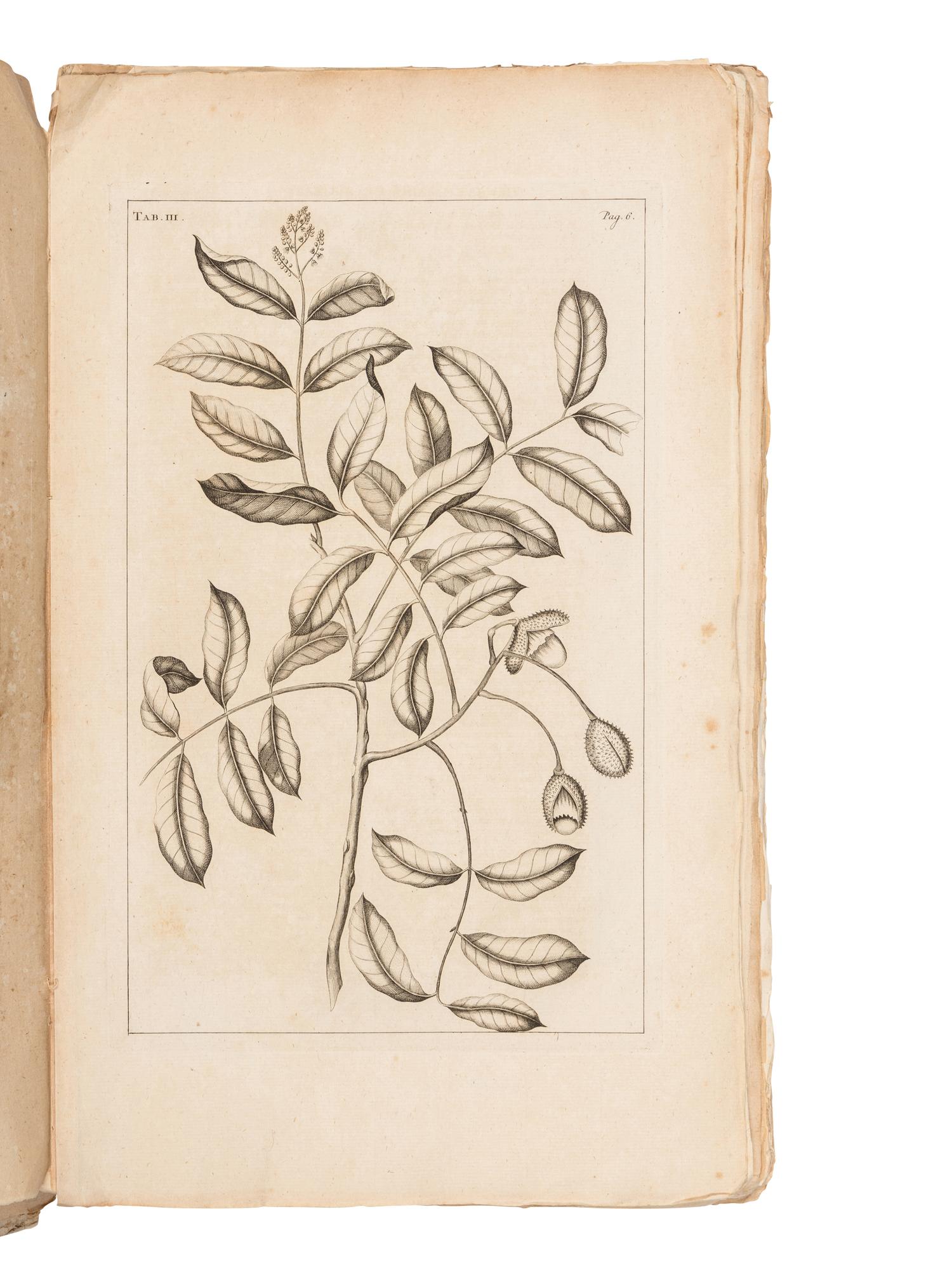RUMPF, Georg Eberhard (1628-1702). Herbarii Amboinesis Auctuarium ... Het Auctuarium ofte Vermeerdering op her Amboinsch Kruyd-Boek . Amsterdam: Mynard Uytwerf et al, 1755.