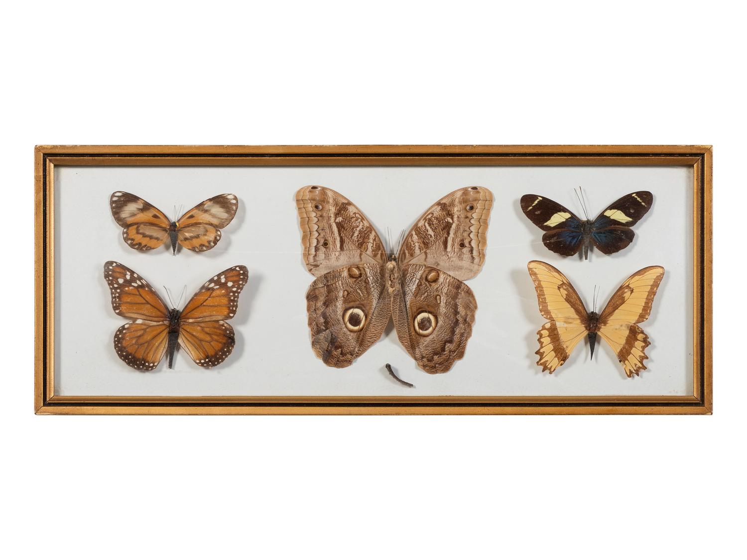 Seven Framed Groups of Lepidopterological Specimens