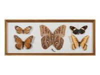 Seven Framed Groups of Lepidopterological Specimens