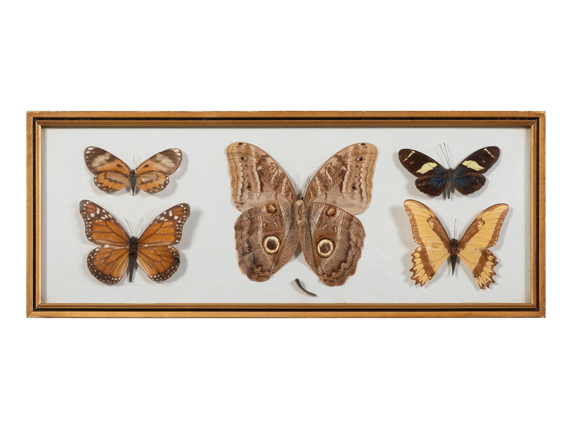 Seven Framed Groups of Lepidopterological Specimens