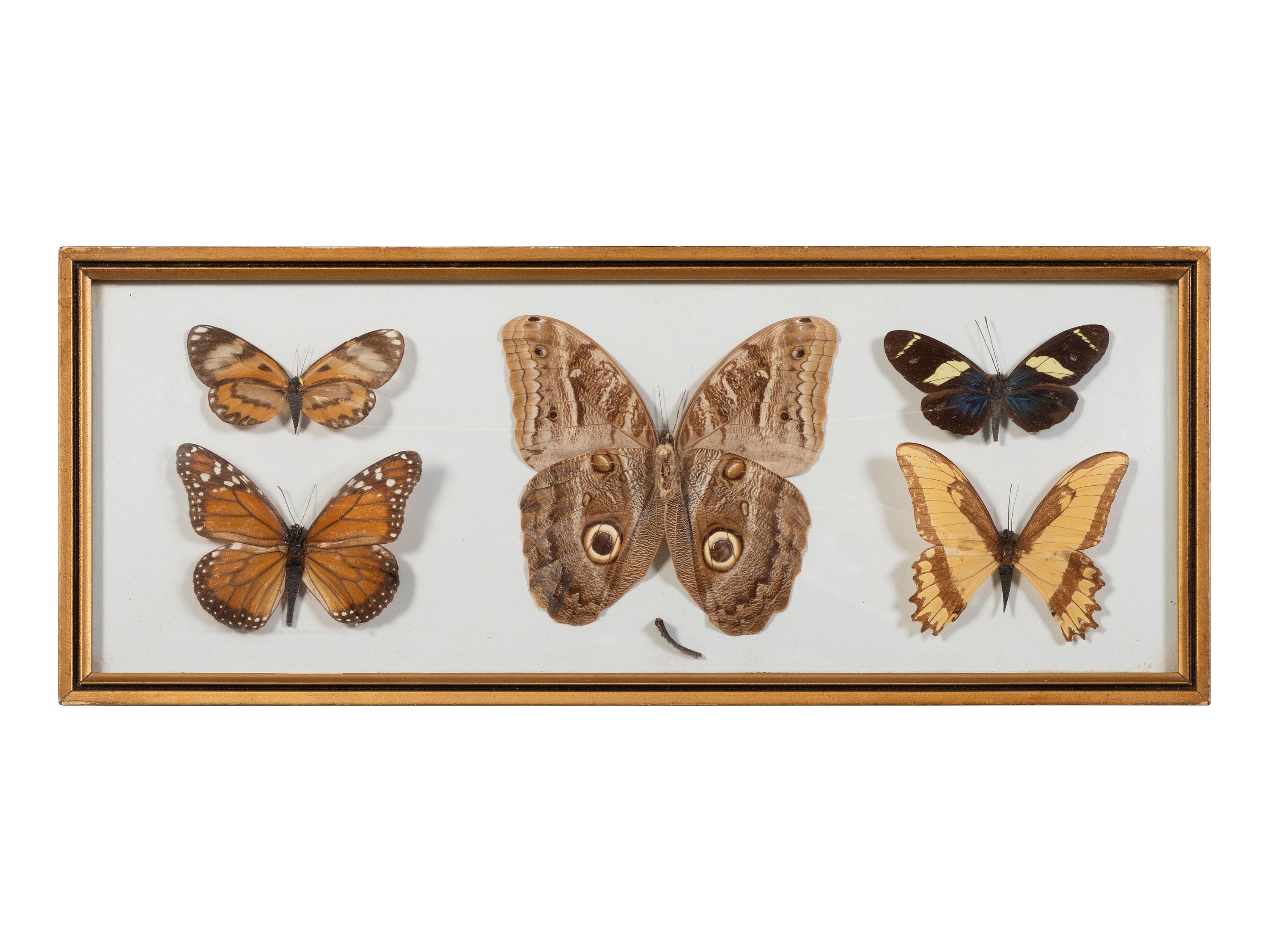 Seven Framed Groups of Lepidopterological Specimens
