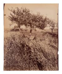 A group of four photographs ( Cactus [Nice], before 1900 ; Pommiers [et blés] , 1910 or earlier; Sapin ([Petit] Trianon , 1910 or earlier; Palmier , before 1900)
