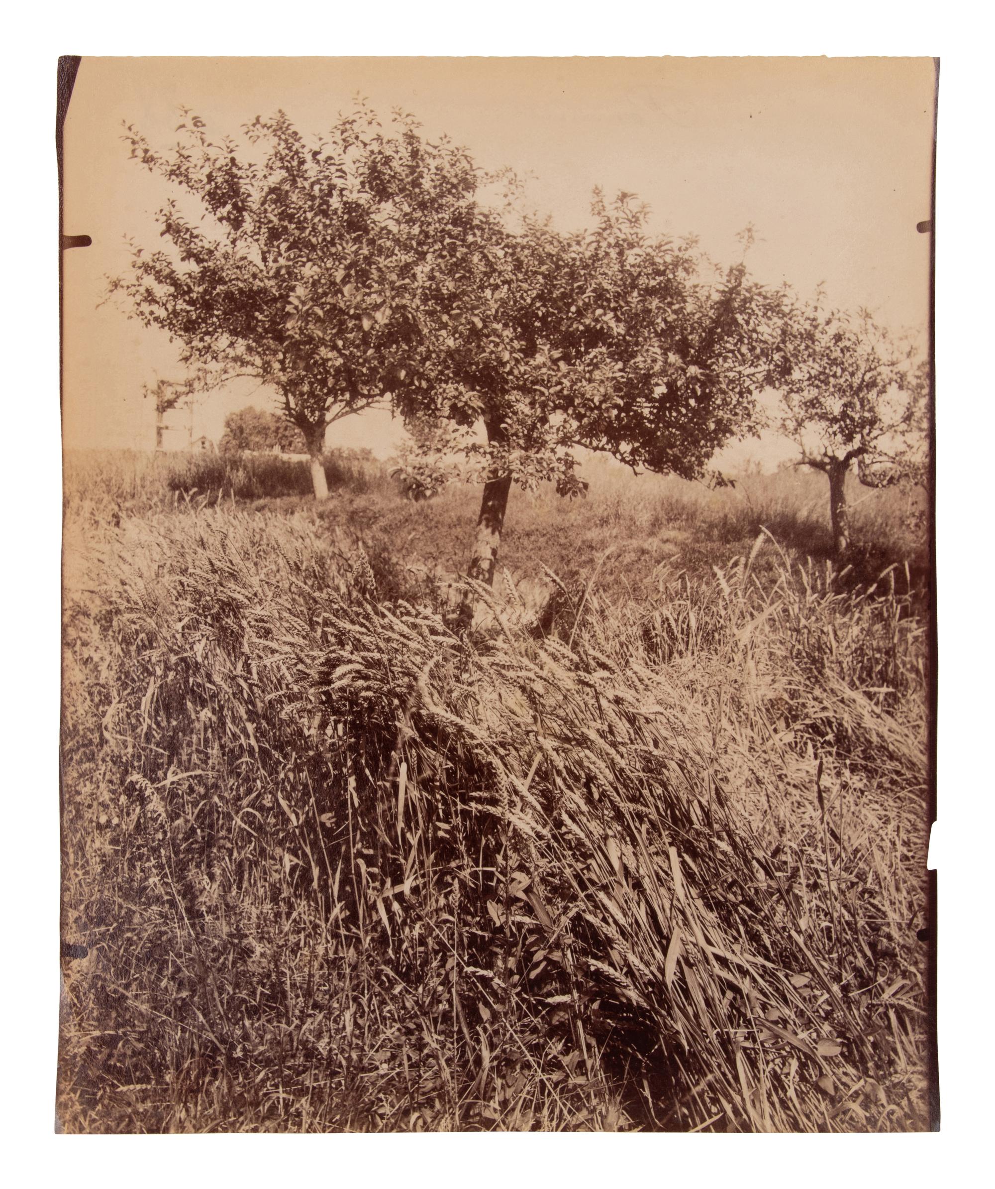 A group of four photographs ( Cactus [Nice], before 1900 ; Pommiers [et blés] , 1910 or earlier; Sapin ([Petit] Trianon , 1910 or earlier; Palmier , before 1900)