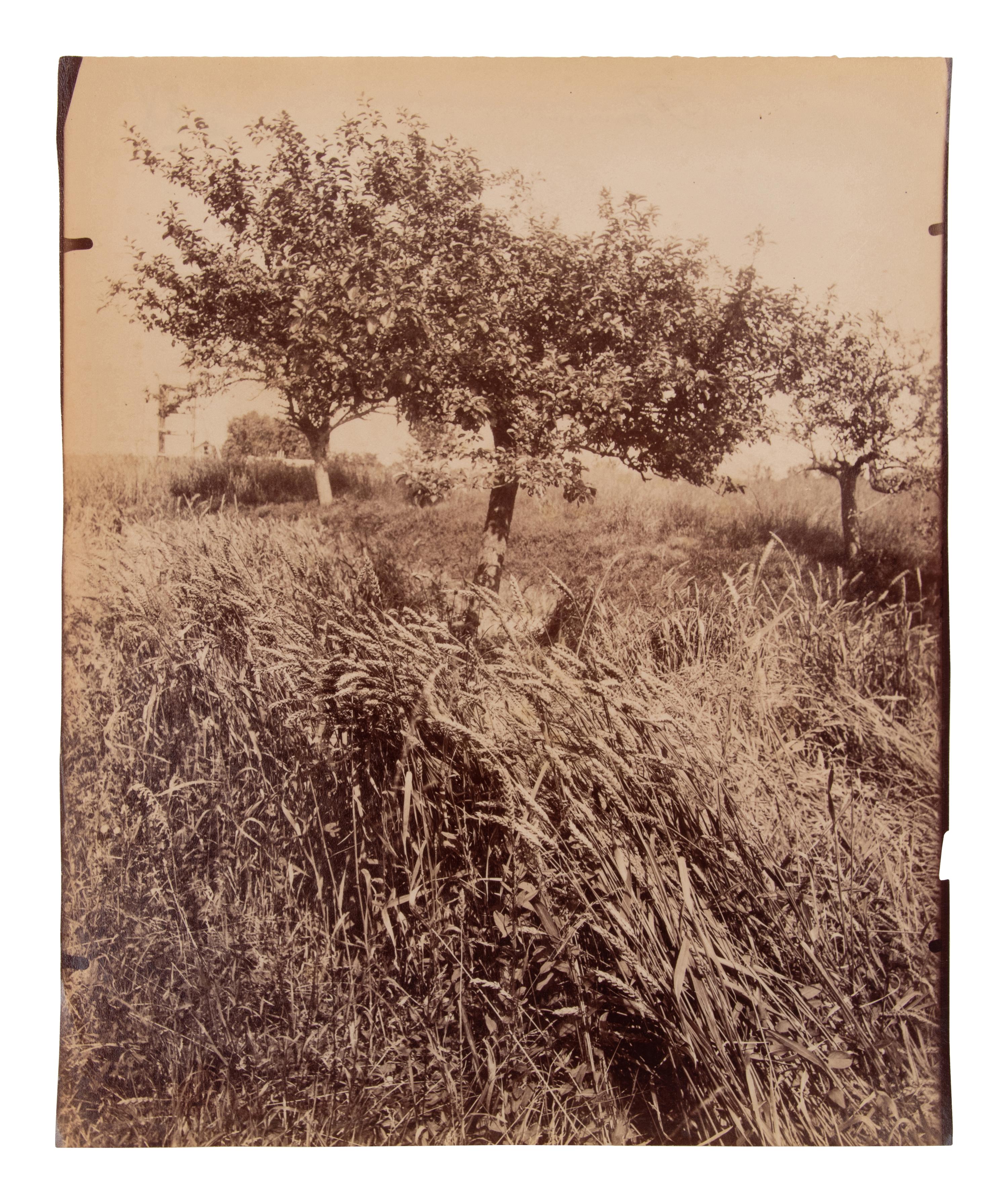 A group of four photographs ( Cactus [Nice], before 1900 ; Pommiers [et blés] , 1910 or earlier; Sapin ([Petit] Trianon , 1910 or earlier; Palmier , before 1900)