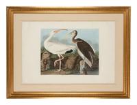 AUDUBON, John James (1785-1851)